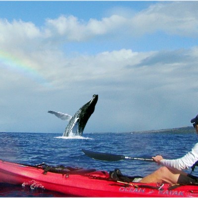 Best Snorkeling, Whale Watching & Kayak Tours Olowalu Beach - Maui